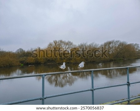 Similar – Image, Stock Photo Two birds sitting on the edge of a metal cup in front of a blurred background