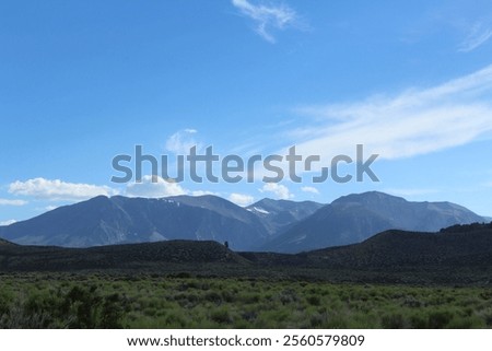 Similar – Image, Stock Photo Bush between blue and gray