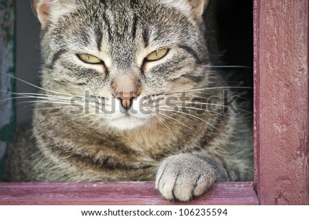Cat by old window