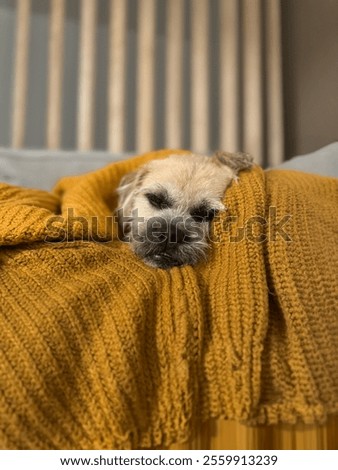 Similar – Foto Bild Terrier sleeping contentedly on a high stack of cozy pillows