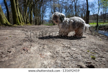 small chinese dog on path