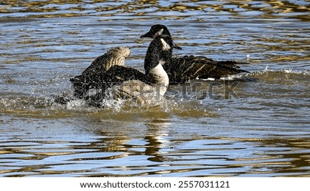 Similar – Foto Bild Zwei Gänse spielen Verstecken. Eine sucht, die andere guckt, ob jemand guckt.