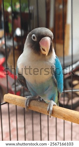 Similar – Image, Stock Photo Lovebirds Nature Sky