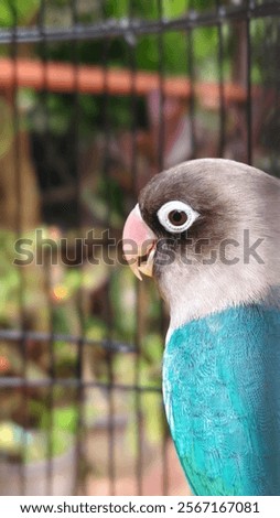 Similar – Image, Stock Photo Lovebirds Nature Sky