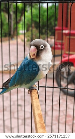 Image, Stock Photo Lovebirds Nature Sky