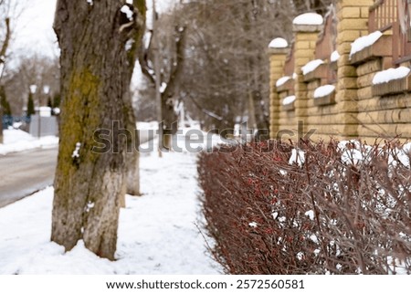 Similar – Foto Bild Winterbeeren ruhig