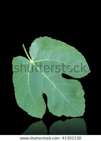 fig leaf b