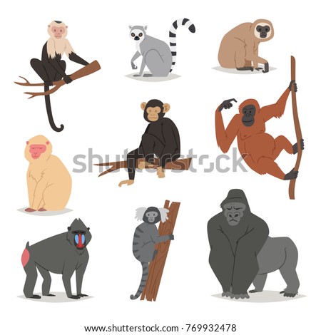 Monkey vector set cute animal macaque monkeyish cartoon character of primate chimpanzee, gibbon and babbon monkeyshines illustration isolated on white