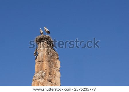 Similar – Image, Stock Photo a stork sits in the snowy eyrie