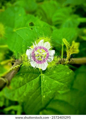 Similar – Image, Stock Photo passion flower Environment