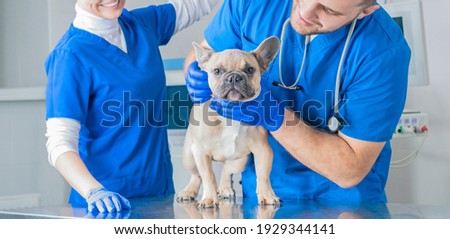 French Bulldog in a veterinary clinic. Two doctors are examining him. Veterinary medicine concept. Pedigree dogs. Mixed media