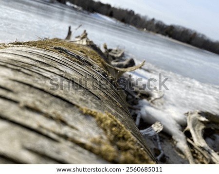 Similar – Foto Bild Liegende Baumstämme ruhig