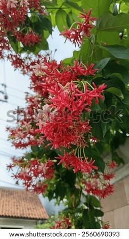 Similar – Foto Bild Blumenarrangement an einer Hochzeitsdekoration hängend