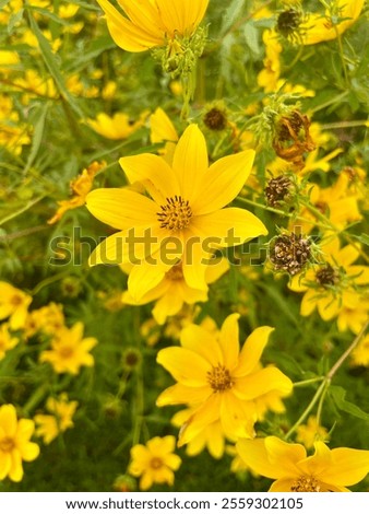 Similar – Image, Stock Photo Inflorescence of Coreopsis Up Tick