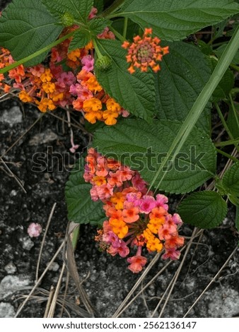 Similar – Image, Stock Photo Let thoughts grow | Plant grows from head silhouette