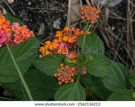 Similar – Image, Stock Photo Let thoughts grow | Plant grows from head silhouette