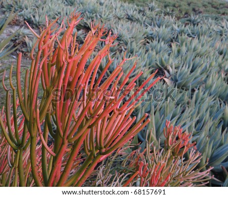 Sticks on Fire - Euphorbia Tirucalli is a tropical african plant and has no chlorophyll in its stems - here shown in a field of aloe vera