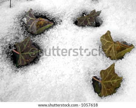 leaves on the white snow. Wintertime theme. With space inside the leaves for text