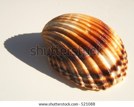 colorful shell and shadow