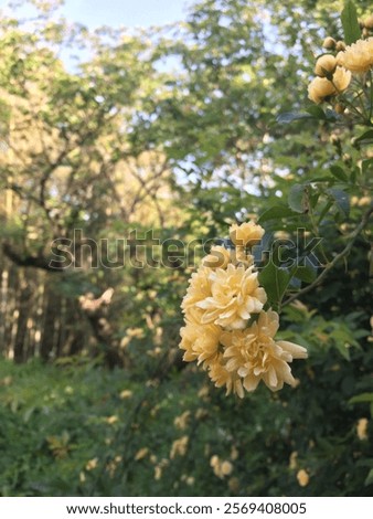 Similar – Foto Bild Kleine Heckenrose mit Vordergrund- und Hintergrundbokeh