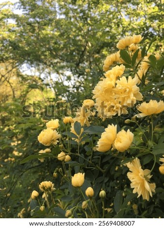 Similar – Foto Bild Kleine Heckenrose mit Vordergrund- und Hintergrundbokeh