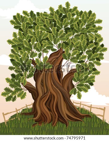 Old Oak Tree Stock Vector Illustration 74795971 : Shutterstock