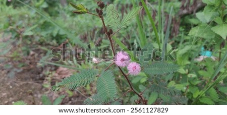 Image, Stock Photo Macro image: Fine hairs and seeds of a plant