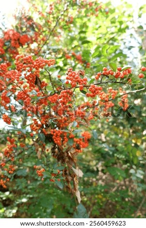 Similar – Image, Stock Photo Firethorn (Pyracantha coccinea)