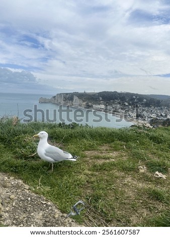 Foto Bild Steilküste in der Nähe von Etretat.