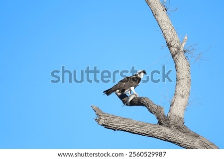 Similar – Image, Stock Photo After the hunt