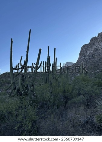 Similar – Image, Stock Photo Large cacti in a greenhouse under a glass roof