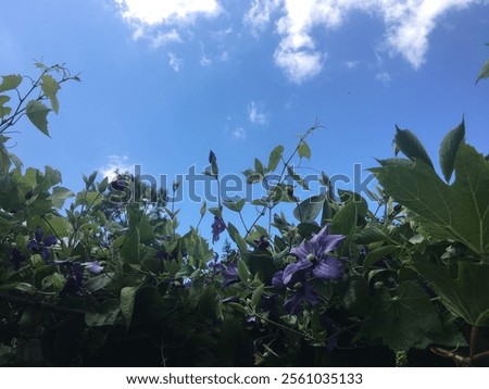 Similar – Foto Bild Lila Blüten vor blauem Himmel