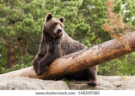 A brown bear resting in a forest