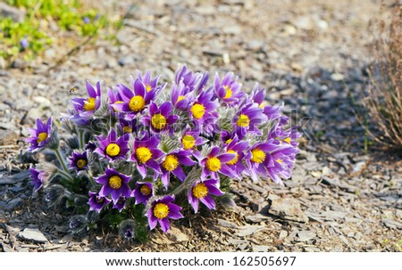 Pasque flower (or pasqueflower), wind flower, prairie crocus, easter flower, and meadow anemone.
