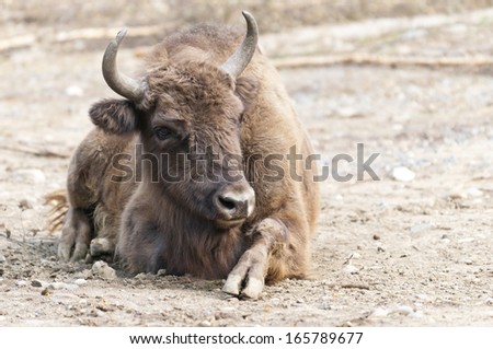 The European bison, also known as wisent or the European wood bison.