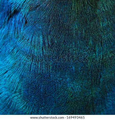 A closeup of the blue feathers of a bird (peacock)