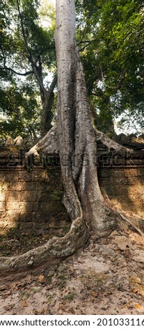 An old wall and a tree. Cambodia