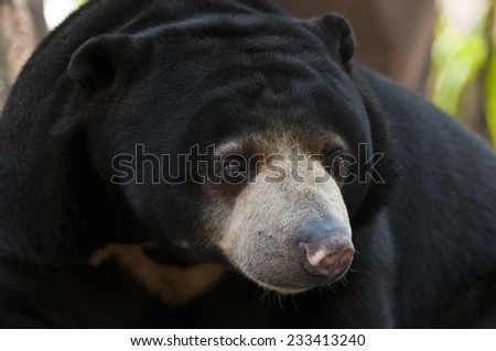 The Malayan sun bear is also known as the \