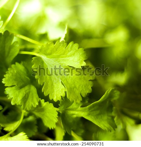A closeup of a coriander leaf (also known as cilantro, Chinese parsley or dhania)