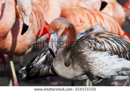 A juvenile flamingo (pink and grey feathers)