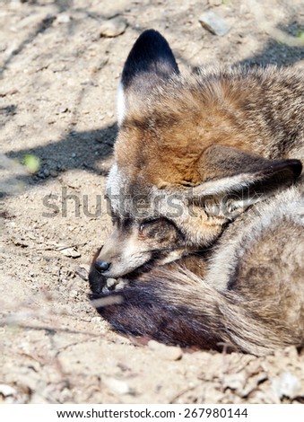 A bat-eared fox sleeping on the ground