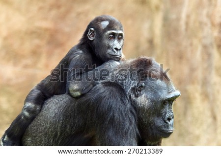 A young gorilla riding on its mother