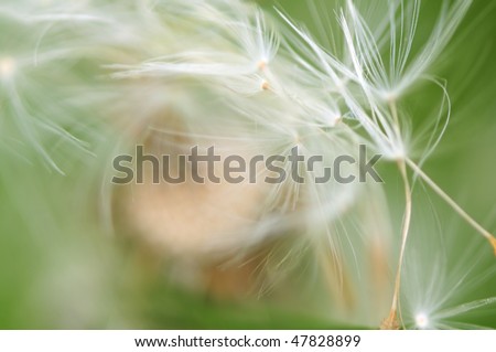 Seeds of dandelion fly away