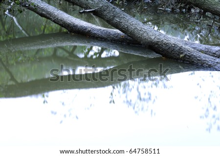 a tree trunks lying in the water