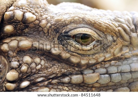 A closeup of the eye of a cuban rock iguana