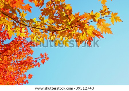 Natural Fall Leaves Border