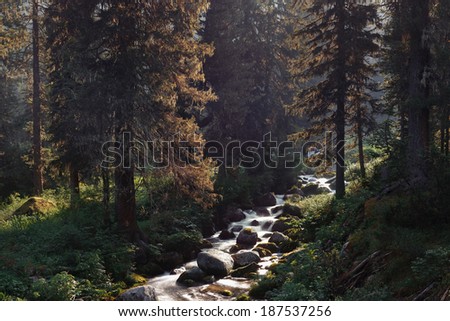 The creek woods with trees foliage and rocks in forest mountain