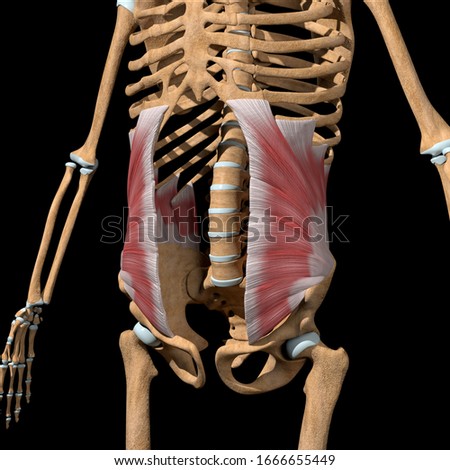 This 3d illustration shows the abdominal internal oblique muscles on skeleton 商業照片 © 