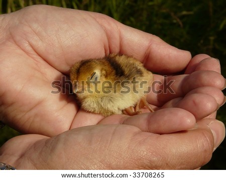 A baby pheasant lying in a pair of human hands sleeping