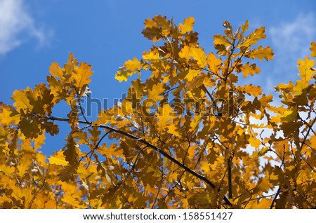Branch of oak tree with yellow autumn leaves on background of blue sky